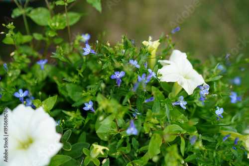 White petunia and blue lobelia flowers growing in a garden flowerbed
