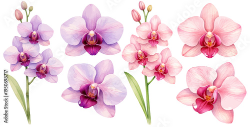 A watercolor collection of pink and purple orchid flowers, featuring delicate phalaenopsis blooms with soft petals and green stems and leaves, isolated on a transparent background.
