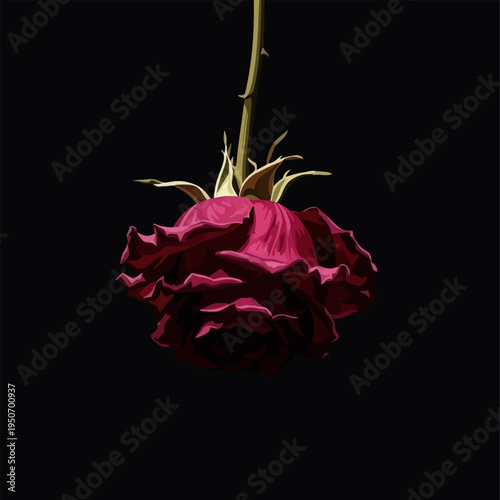 Single Withered Red Rose Hanging Upside Down on Black Background