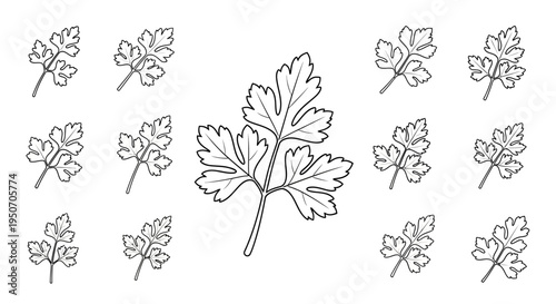 Detailed illustration of maple leaves.