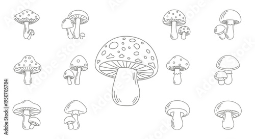 Detailed illustrations of various mushroom types.