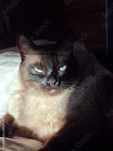 Siamese cat in the sun's rays 