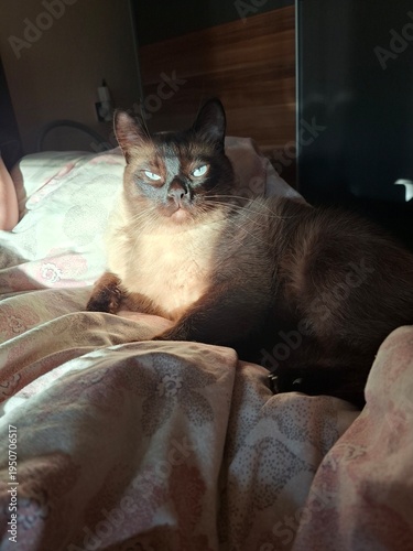 Siamese cat in the sun's rays 