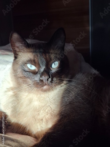 Siamese cat in the sun's rays 