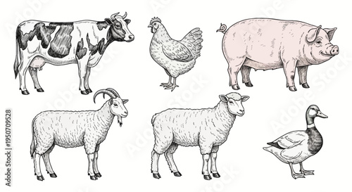 Vintage ink sketch illustration of domestic farm livestock including a dairy cow, hen, pig, horned goat, sheep, and mallard duck, isolated on a white background for design.