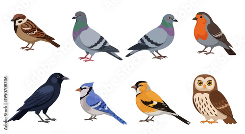 Set of vector illustrations featuring eight common wild birds including house sparrow, feral pigeon, european robin, crow, blue jay, american goldfinch, and owl on white background.