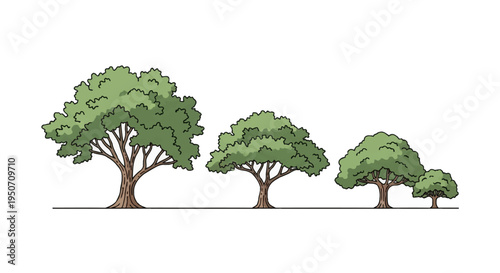 Sequence of four deciduous green trees in side view elevation, featuring detailed bark textures and rounded leaf canopies, architectural vector linework for landscape design.