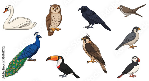 Set of diverse bird species illustrations featuring a white swan, brown owl, black crow, colorful peacock, toucan, falcon, hawk, and puffin isolated on a plain white background.