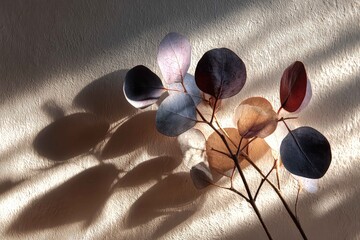 Soft eucalyptus leaf shadow on muted backdrop