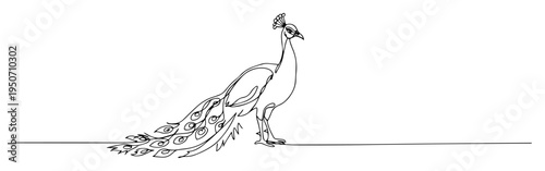 peacock line art with detailed tail feathers