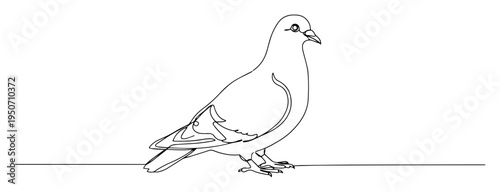 pigeon line drawing in profile view