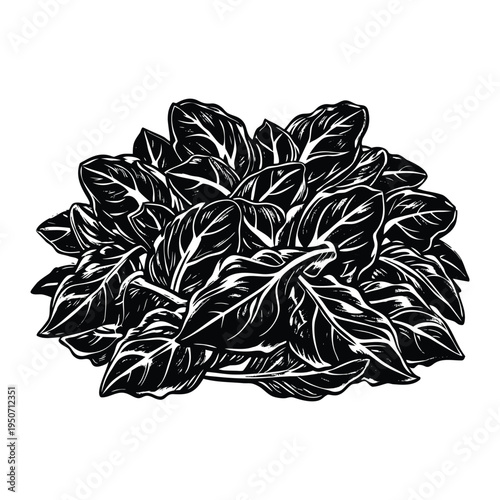 Farm fresh spinach leaves pile