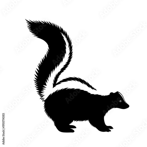 Black and white illustration of a skunk with its tail up, isolated on white.