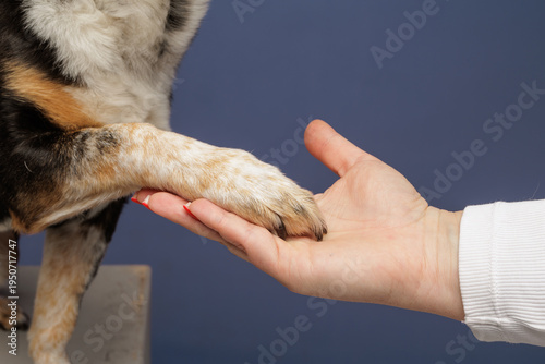 Dog paw in human hand during training and bonding interaction