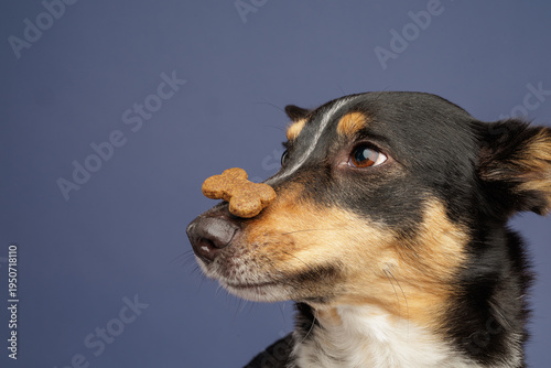 Fotografie Dog balancing biscuit treat on nose during training