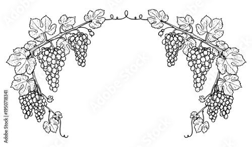 Elegant grape vine frame vector template with branches leaves and grape clusters for wine menu