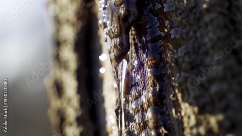 Close up of tree bark with water droplets glistening in sunlight.