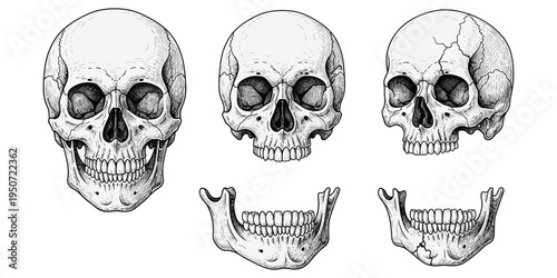 Human skull mandible illustration set, anatomical bone design, cranial dental motif artwork, medical education symbol, anatomy decorative motif, flat vector drawing