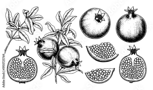 Hand drawn pomegranate branch and leaves vector set detailed ink botanical illustration