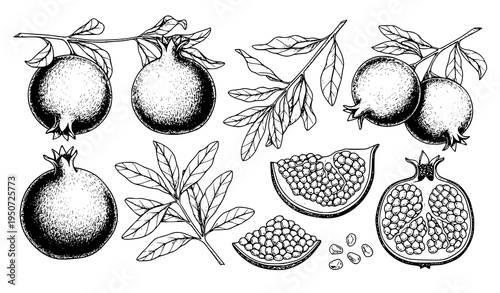 Botanical pomegranate fruit branch with leaves hand drawn ink vector illustration set