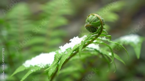 Close-up of a delicate fern frond unfurling with dew drops.