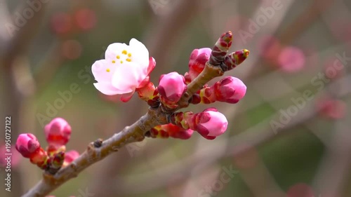 Close-up of a delicate pink cherry blossom bud beginning to open on a branch.
