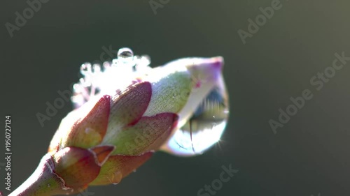Close-up of a delicate flower bud with water droplets glistening in the sunlight.