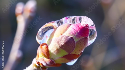 Close-up of a delicate plant bud encased in a clear bubble.