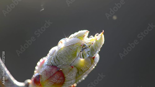 Close-up of a delicate plant bud with water droplets glistening in the sunlight.