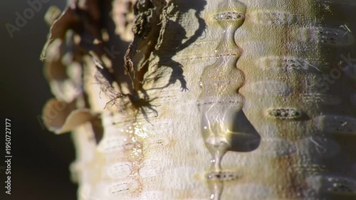 Close-up of a Mushroom Growing on a Tree Trunk with Water Droplets.