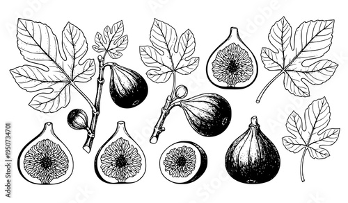 Botanical fig fruit branch with leaves hand drawn ink vector illustration collection