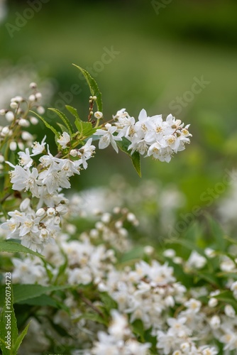 Close up of slender deutzia (deutzia gracilis) flowers in bloom