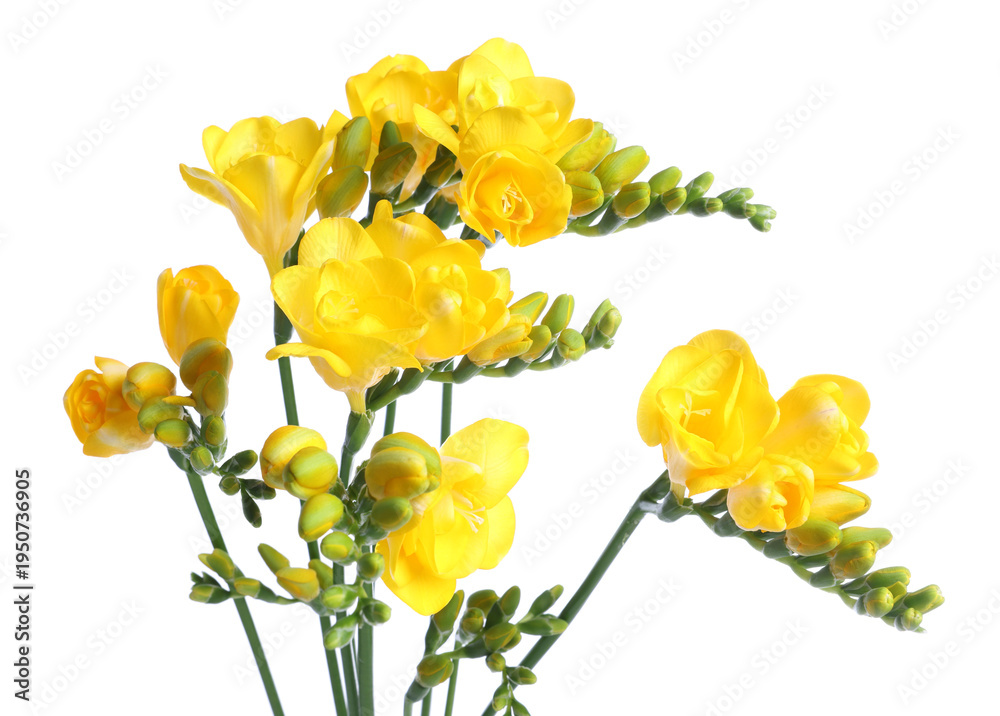 Obraz premium Beautiful yellow freesia flowers isolated on white