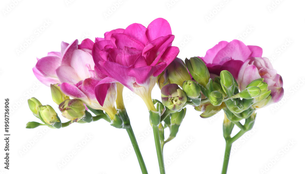 Fototapeta premium Beautiful pink freesia flowers isolated on white