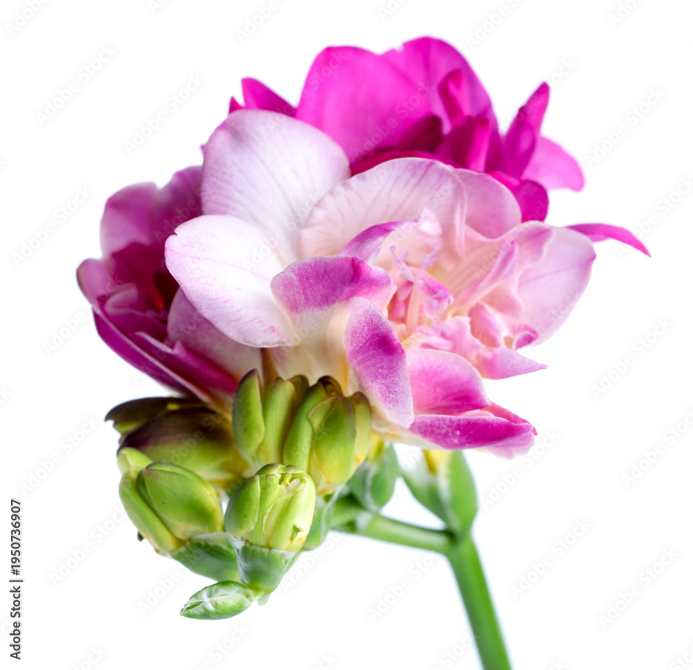 Obraz premium Beautiful pink freesia flower isolated on white