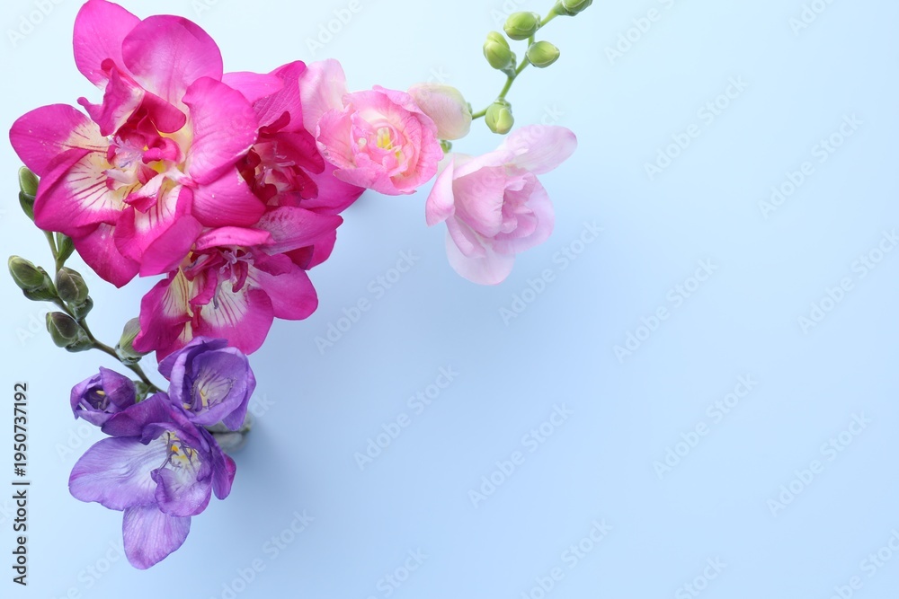 Fototapeta premium Beautiful freesia flowers on light blue background, flat lay. Space for text