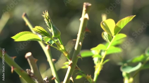 Close-up of Rose Bush Branches with New Spring Growth.