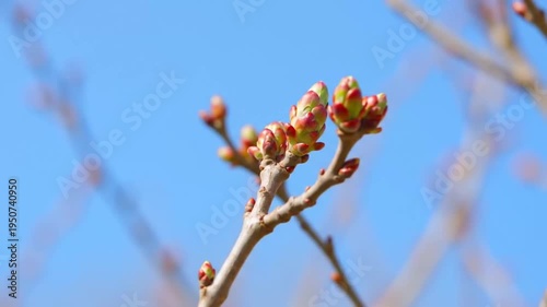 Close-up of tree buds against a clear blue sky in early spring.