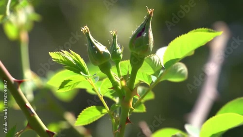 Close-up of Rose Bush Buds and Green Leaves in Sunlight.