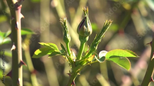 Close-up of Rose Bush New Growth and Buds in Spring Sunlight.