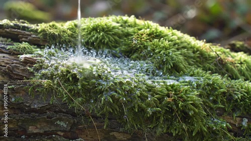 Close-up of water droplets falling on lush green moss on a tree trunk.