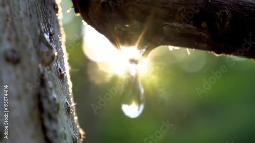 Sunlight shines through a dripping sap droplet on a tree branch.
