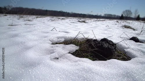 Winter landscape with melting snow and grass clumps.