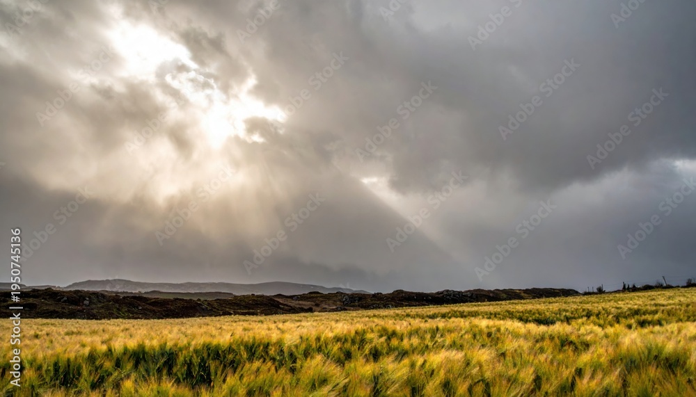 Obraz premium Expansive golden barley field swaying in the wind under dramatic cloudy skies with sun rays breaking through.