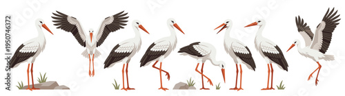 Collection of white stork vector illustrations in different poses like flying standing and landing for nature design elements isolated on white background for commercial use project