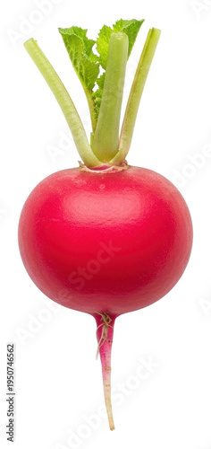 Harvesting fresh radish organic farm food outdoors isolated on transparent background