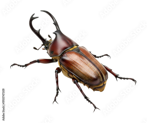 Captivating rhinoceros beetle nature isolated on transparent background