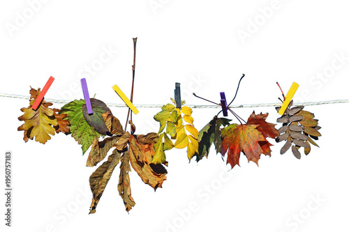 Viele bunte Herbstblätter hängen an einer Wäscheleine. Laub an einem Seil, freigestellt mit weißem Hintergrund