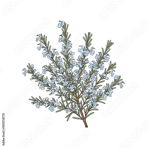 Vector illustration of a delicate blooming rosemary sprig, adorned with tiny blue blossoms and aromatic leaves, a fragrant culinary herb for botanical designs