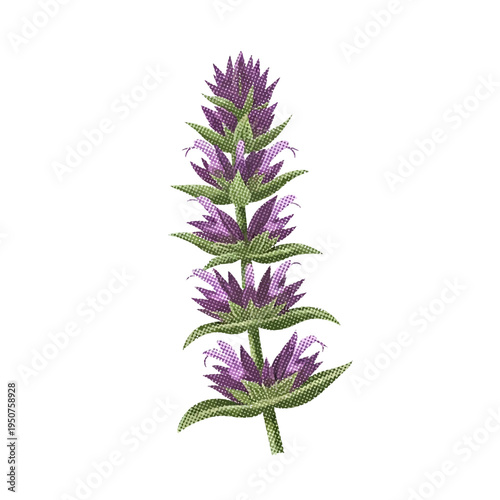 Vector illustration of a vibrant purple flowering plant. Detailed botanical graphic featuring an elongated spiky bloom and green leaves, ideal for nature designs